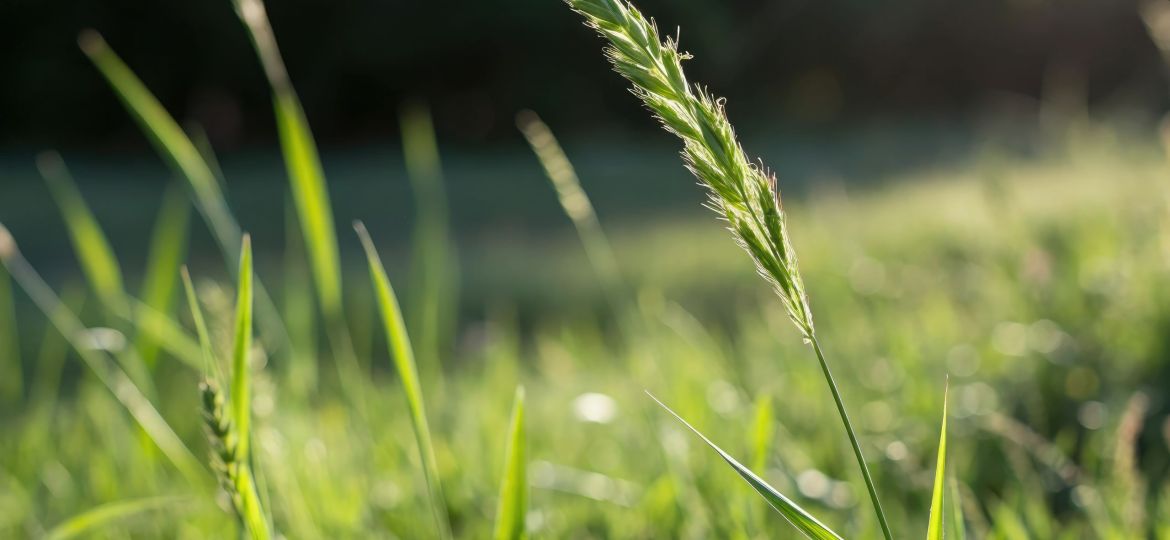 A close-up shot of a single blade of green grass standing tall in the sunlight, foliage, grass, macro, botanical, texture