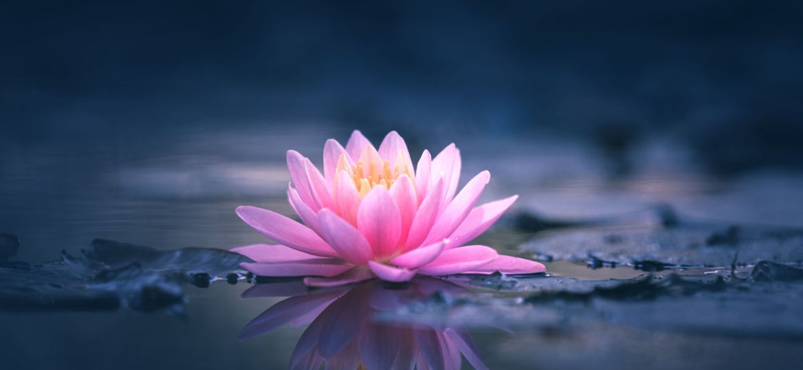 Pink,Lotus,Flower,Or,Water,Lily,Floating,On,The,Water