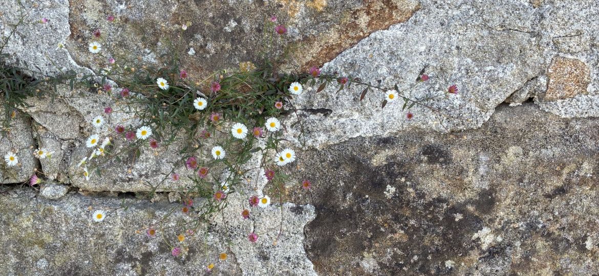 Flowers-Noticing-Cropped-1
