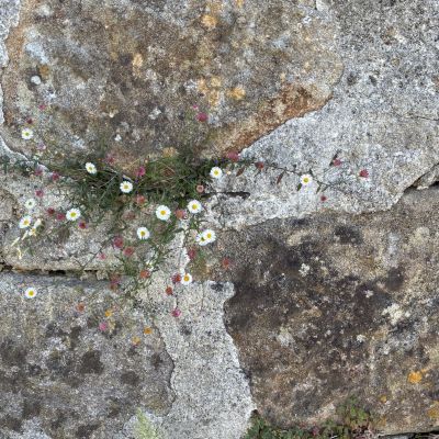 Flowers-Noticing-Cropped-1